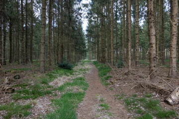 path in the wood