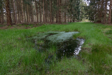 water flowing in the forest