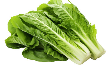 Romaine Lettuce on White background