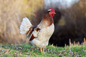 Brown white rooster isolated free range in garden