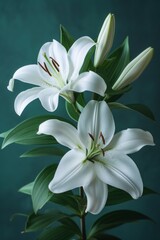 Obraz premium Pristine white lilies resting upon emerald leaves