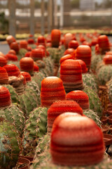 Cactus plantation on a farm in Rio de Janeiro.