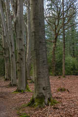 trees in the woods