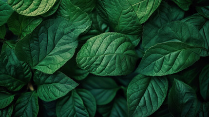 Green leaf texture background.