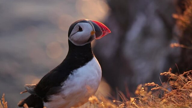 Puffin on the L&aacute;trabjarg cliff, Iceland