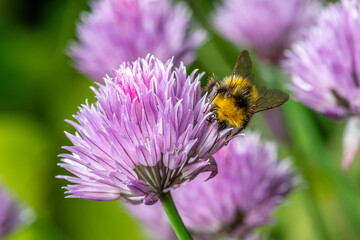 Bee Pollinating Chive Flowers in a Garden