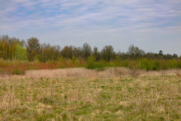 trees in landscape with open field