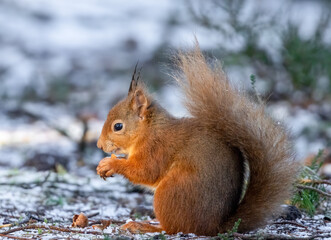 Naklejka na ściany i meble Hungry little scottish red squirrel eating a nut in the snow
