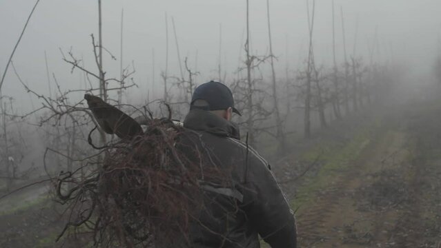 Agricultor camina con un &aacute;rbol al hombro por un huerto en invierno