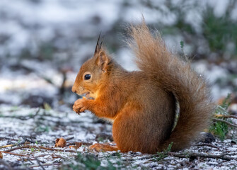 Hungry little scottish red squirrel eating a nut in the snow