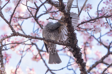 早咲きの桜と小鳥