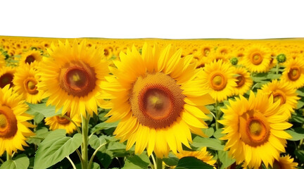 Obraz premium Sunflower Field Isolated on Transparent Background 