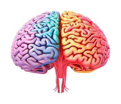 Colorful Brain 3D Style Isolated on Transparent Background
