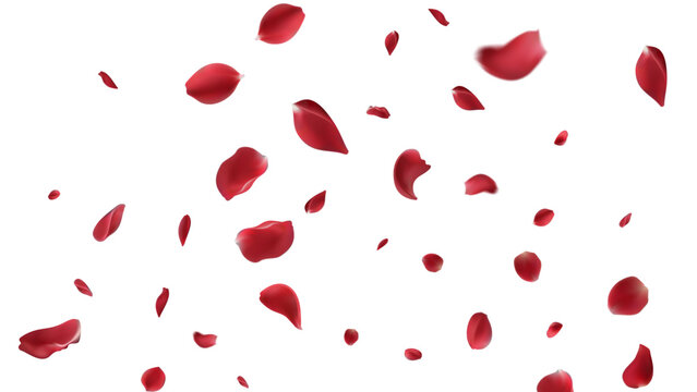 Realistic red rose petals with transparent background. Vector illustration