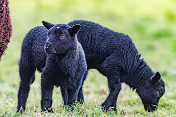 Two Black Lambs Grazing in a Green Field