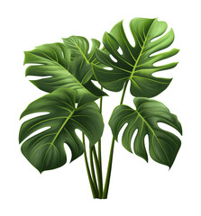 Monstera Deliciosa Leaves Isolated on Transparent Background 
