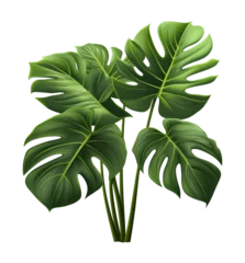 Tuinposter Monstera Monstera Deliciosa Leaves Isolated on Transparent Background 