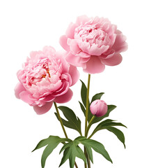 Two Pink Peony Flower Isolated on Transparent Background
