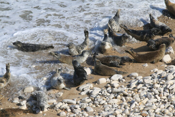 Peaceful Afternoon: Fur Seals Basking at Bempton Cliffs Beach