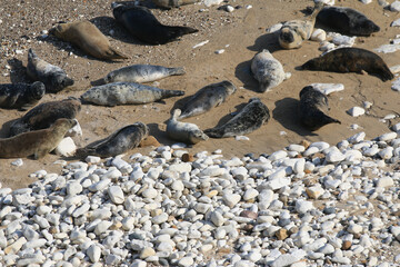 Peaceful Afternoon: Fur Seals Basking at Bempton Cliffs Beach