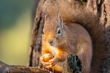 Close up of a hungry little scottish red squirrel eating a nut in the forest
