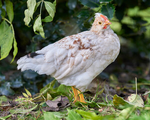Young white chick outside free range in garden