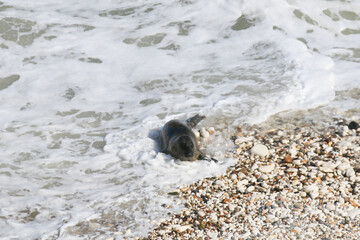 A Graceful Arrival: Seal at Bempton Cliffs Beach