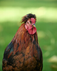 Head shot portrait of a rooster