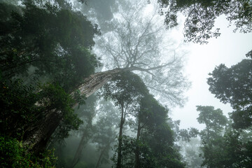 Tropical forest in the mist, La Amistad International Park cloud forest, Chiriqui province, Panama - stock photo