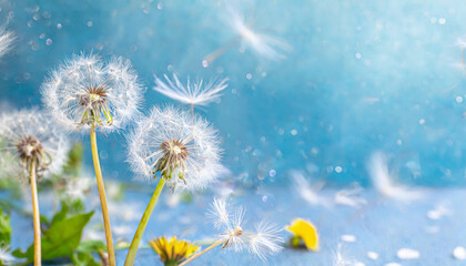Floral banner with dandelions and fluff on blue background, copy space