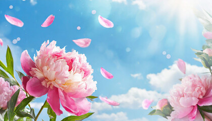 Floral banner with pink peonies and petals flying on blue sky background, copy space