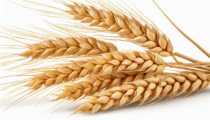 Horizontal wheat ears isolated on a white background with clipping path. Full Depth of field