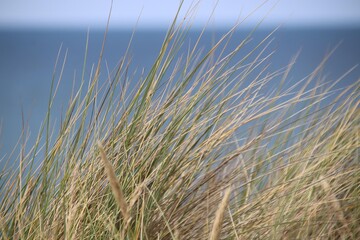 Fototapeta premium North Sea dunes over blue coastal background