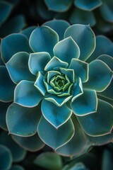 The intricate symmetry of a succulent's geometric leaves, a marvel of nature