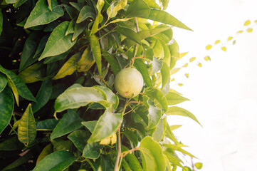 Passion fruit growing