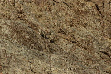 Capra Ibex Sibirica, known as the Asiatic Ibex, was spotted in the Trans-Himalaya region of Ladakh, India.