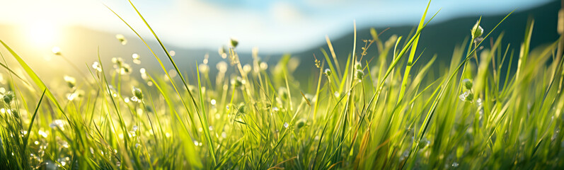 Beautiful panoramic background of the close-up view fresh green grass. Wallpaper, banner concept. - Powered by Adobe