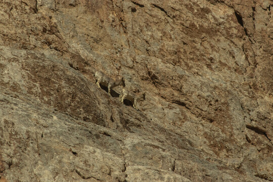 Capra Ibex Sibirica, known as the Asiatic Ibex, was spotted in the Trans-Himalaya region of Ladakh, India.