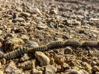 Processionary caterpillars moving across the soil