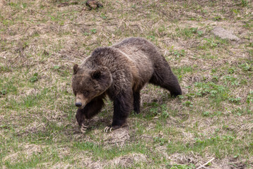 Fototapeta premium Grizzly Bear in Yellowstone National Park Wyoming in Springtime