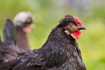 Close up head shot of black chicken