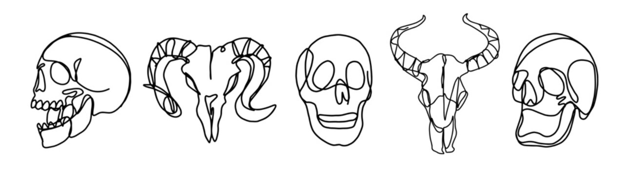 set of human and animal skull illustration