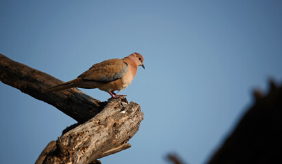 Laughing doves perched in the Indian forest