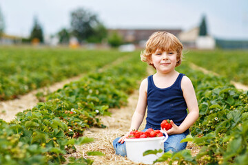 Happy preschool little boy picking and eating strawberries on organic bio berry farm in summer....