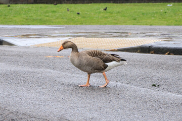 A Graceful Goose Amidst Greenery