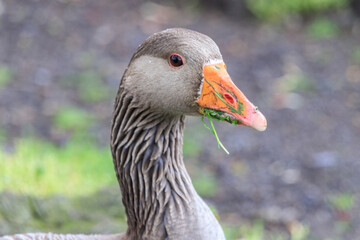 A Graceful Goose Amidst Greenery