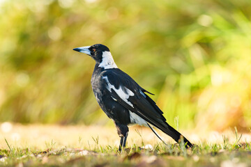 Australian magpie (Gymnorhina tibicen) a medium-sized bird with dark plumage, the animal stands on the grass in the park.