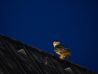 Uhu auf Beobachtungsposten