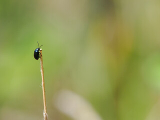 kleiner K&auml;fer in der Wiese
