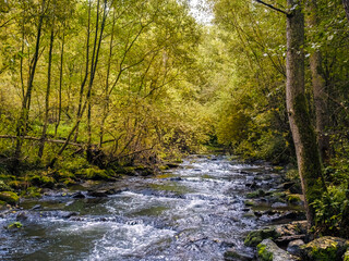 Bachlauf im Laubwald